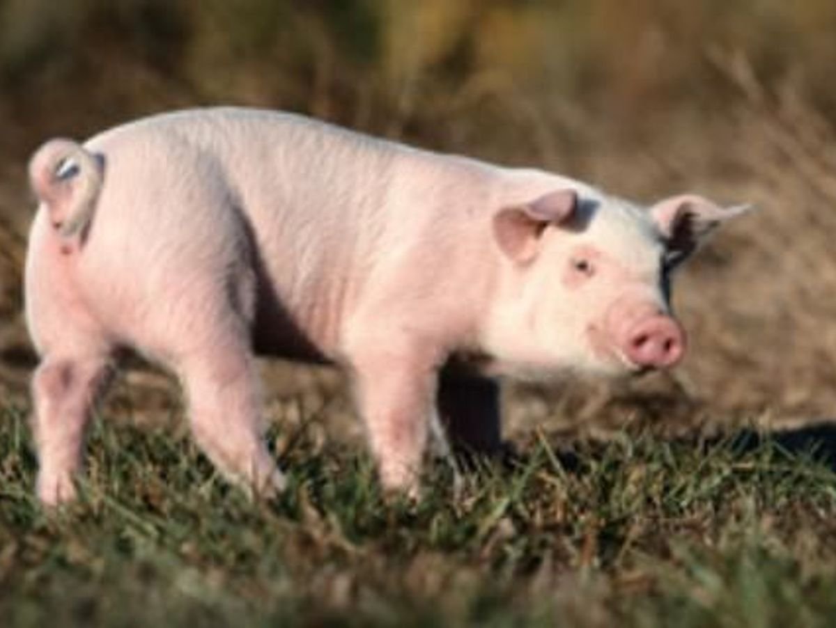  Du porc retrouvé dans des produits halal en Norvège